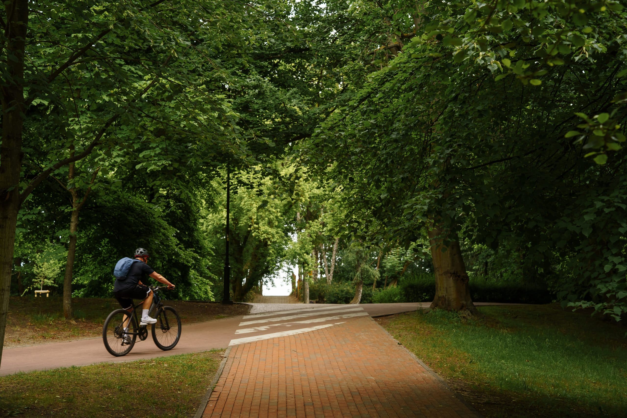 A person biking on a paved path through a tunnel of mature trees